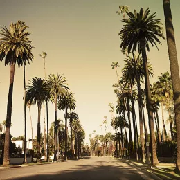 Palm tree lined street in Los Angeles, California