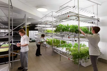 Culinary School students working in the hydroponic garden at the Institute of Culinary Education
