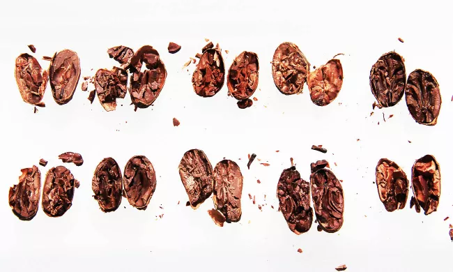 Cacao beans are split open to see the inside
