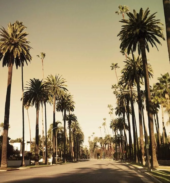 Palm trees line the streets of Los Angeles, home of the Institute of Culinary Education's California campus.