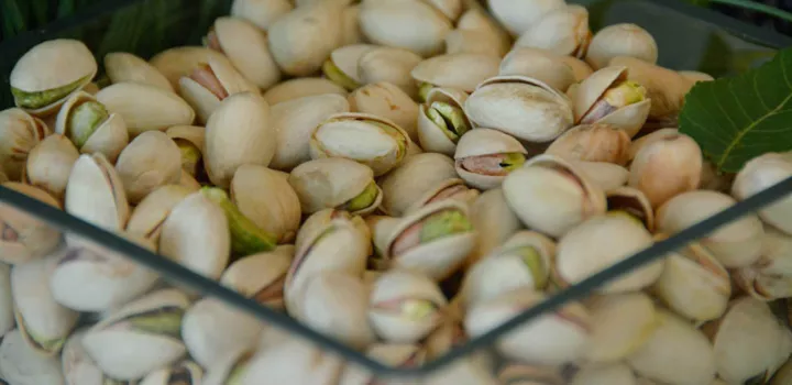 raw pistachios in their shells